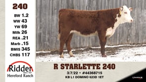 Lot #240 - R STARLETTE 240
