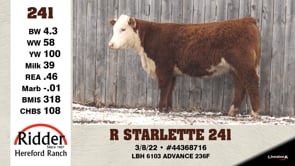 Lot #241 - R STARLETTE 241