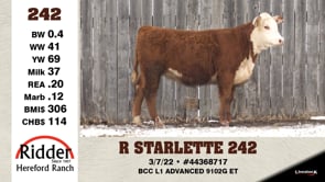 Lot #242 - R STARLETTE 242