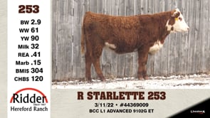 Lot #253 - R STARLETTE 253