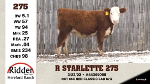 Lot #275 - R STARLETTE 275