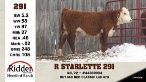 Lot #291 - R STARLETTE 291