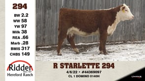 Lot #294 - R STARLETTE 294