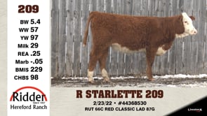 Lot #209 - R STARLETTE 209