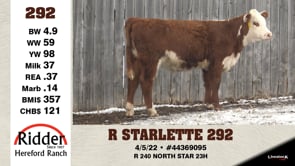 Lot #292 - R STARLETTE 292