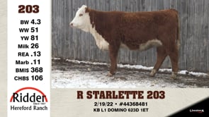 Lot #203 - R STARLETTE 203