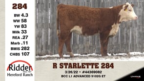 Lot #284 - R STARLETTE 284