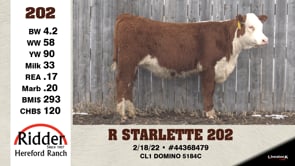 Lot #202 - R STARLETTE 202