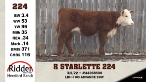Lot #224 - R STARLETTE 224