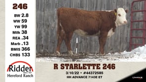 Lot #246 - R STARLETTE 246