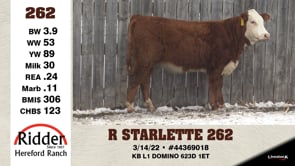 Lot #262 - R STARLETTE 262
