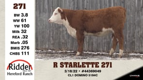 Lot #271 - R STARLETTE 271
