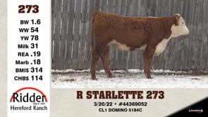 Lot #273 - R STARLETTE 273