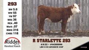 Lot #293 - R STARLETTE 293