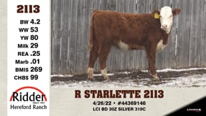 Lot #2113 - R STARLETTE 2113