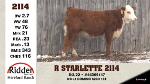 Lot #2114 - R STARLETTE 2114