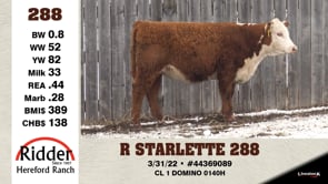 Lot #288 - R STARLETTE 288