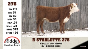 Lot #276 - R STARLETTE 276