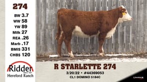 Lot #274 - R STARLETTE 274