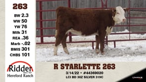 Lot #263 - R STARLETTE 263