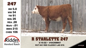 Lot #247 - R STARLETTE 247