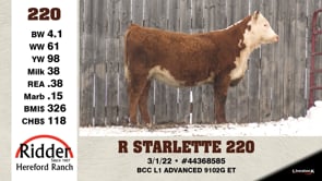 Lot #220 - R STARLETTE 220