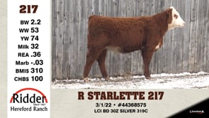 Lot #217 - R STARLETTE 217