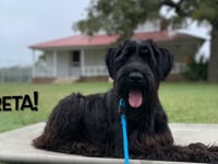 Giant Schnauzer - Greta