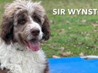 Aussiedoodle - Sir Wynston