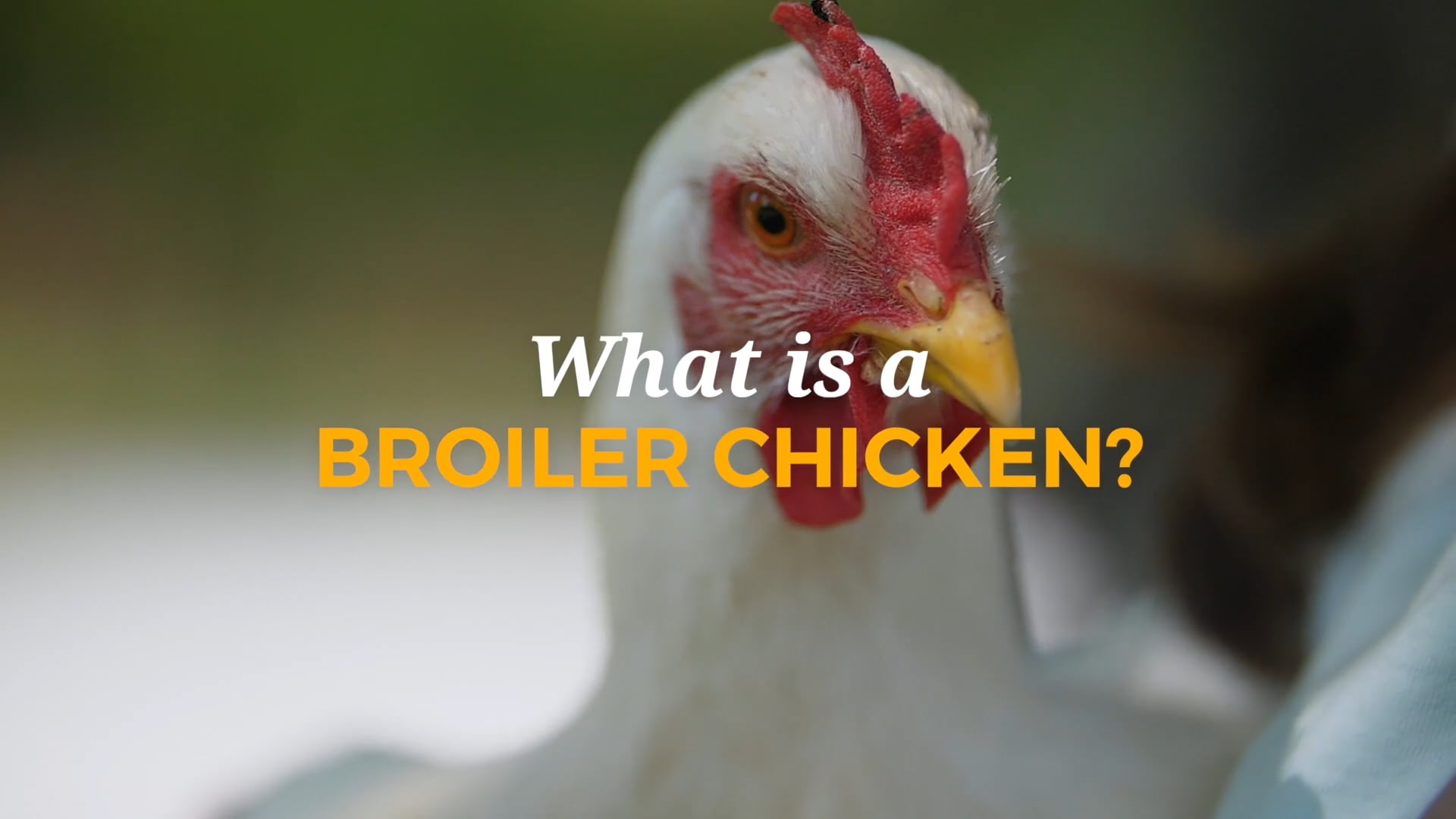 What Is A Broiler Chicken? on Vimeo