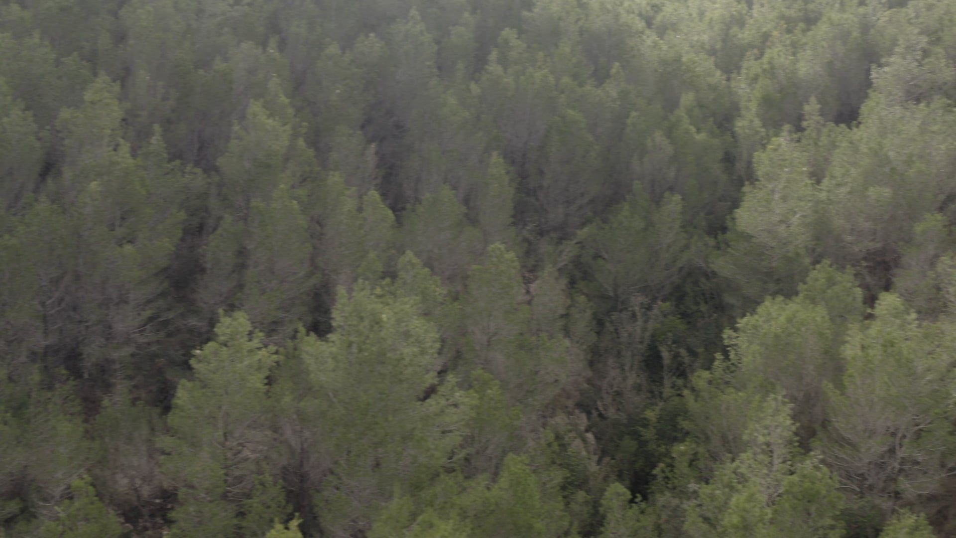 Close-up of the pine tree forest