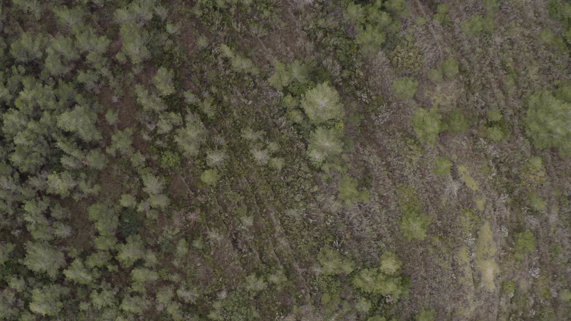 Rising above the pine trees and green grass