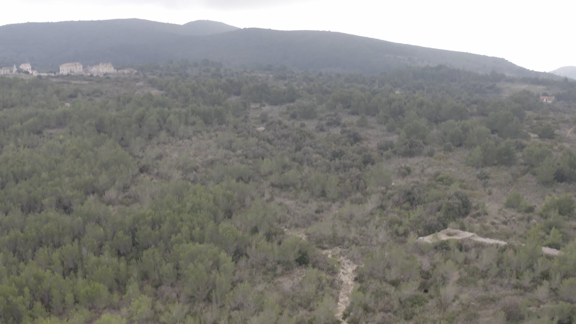 Pine trees, stone path through the forest