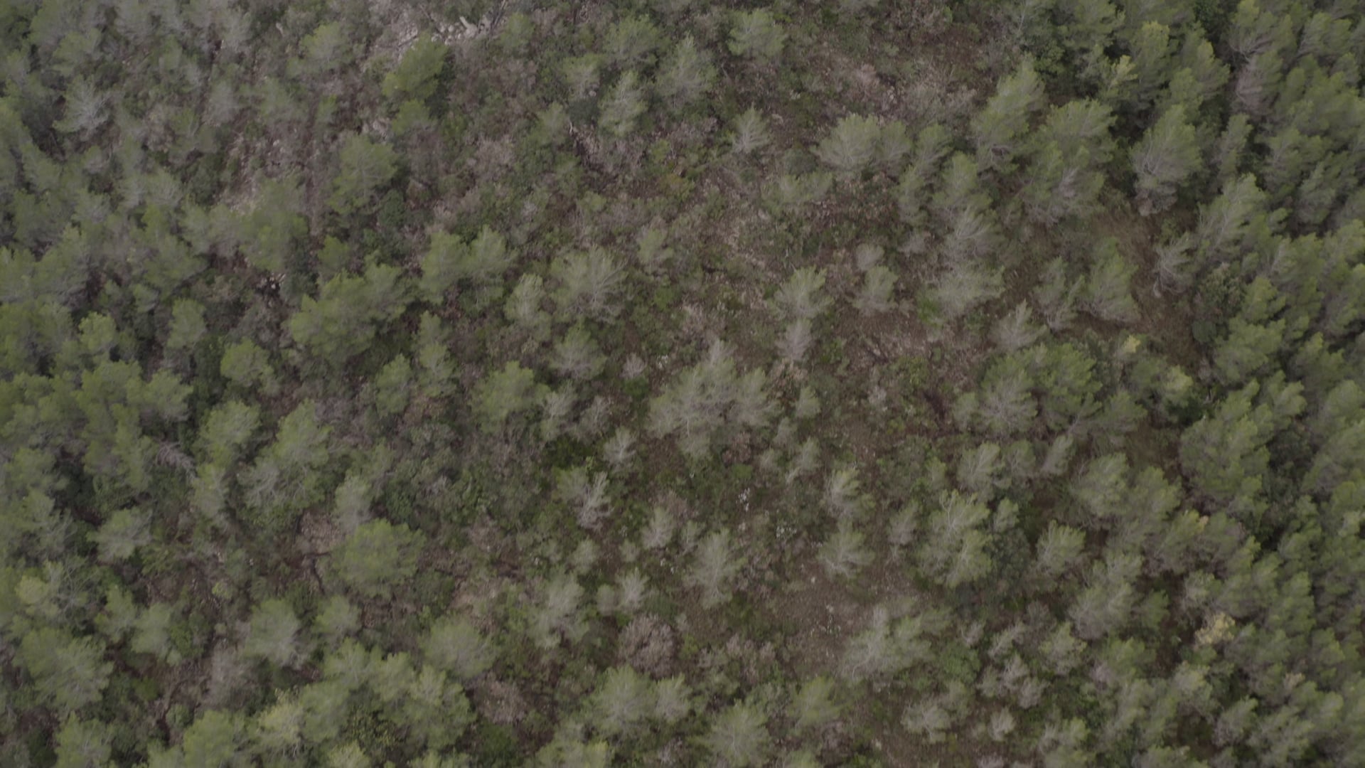 Flying above stone terrain and small pine trees