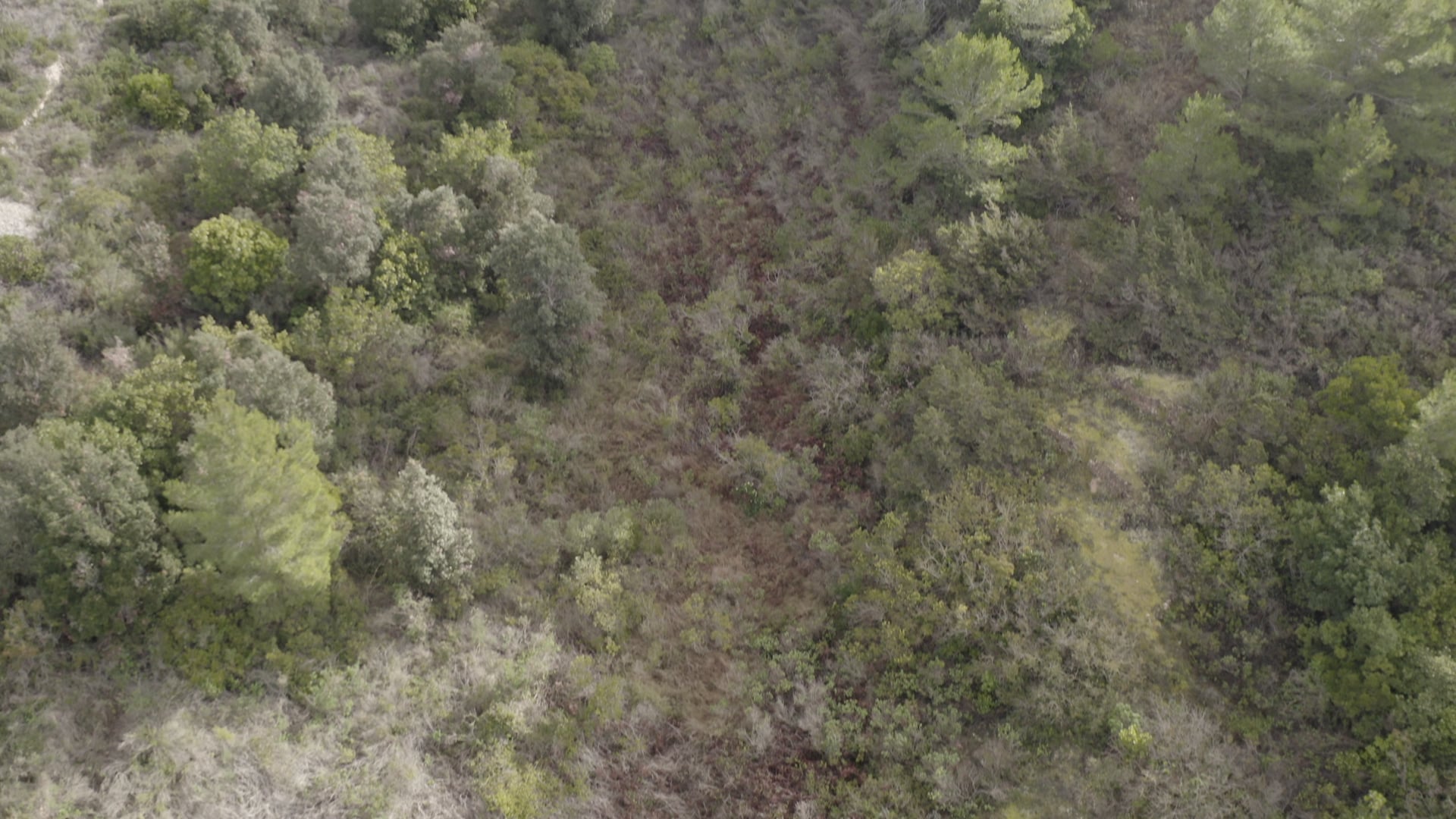 Grass, forest, stone, field, brush