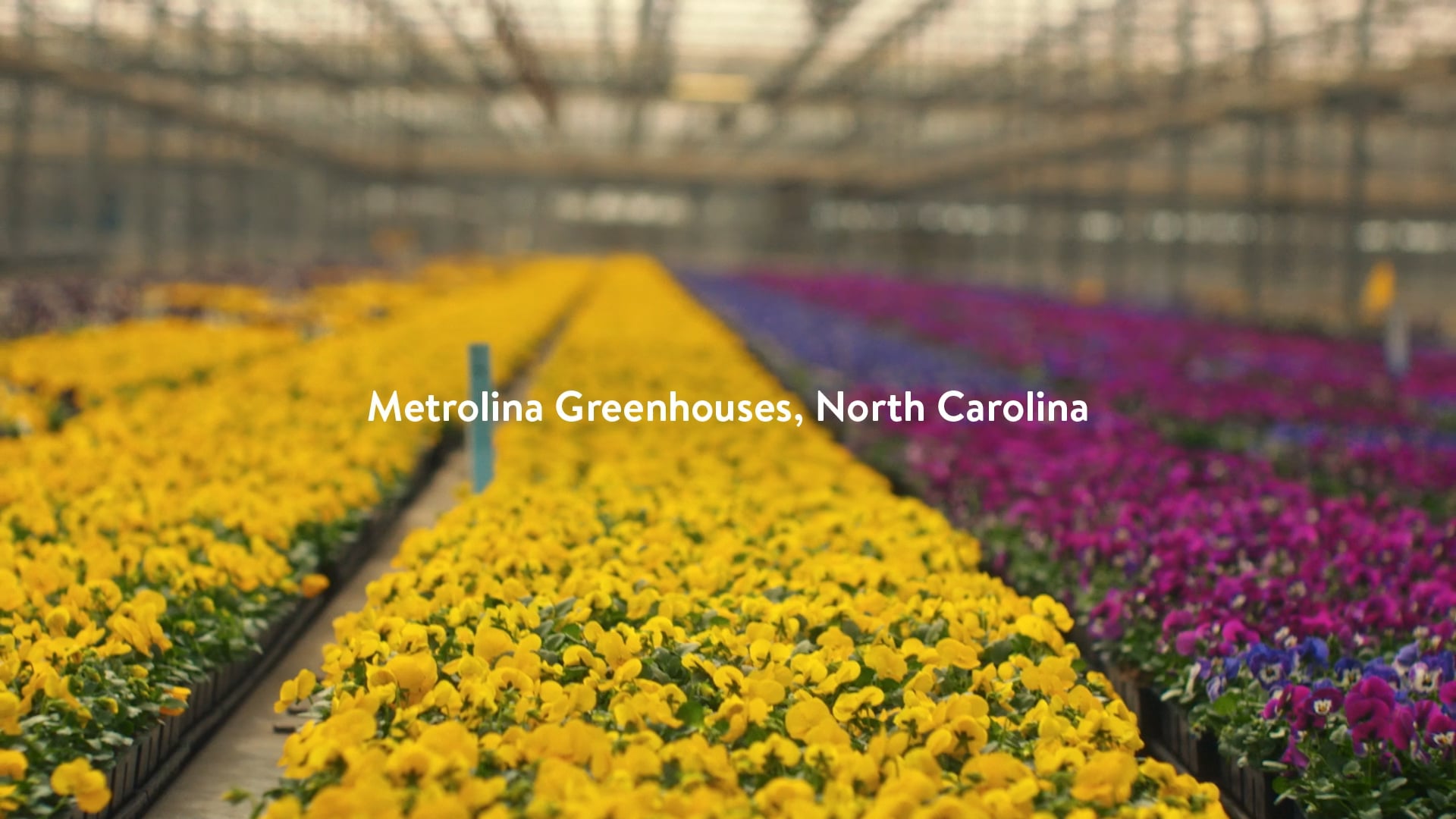"Metrolina"