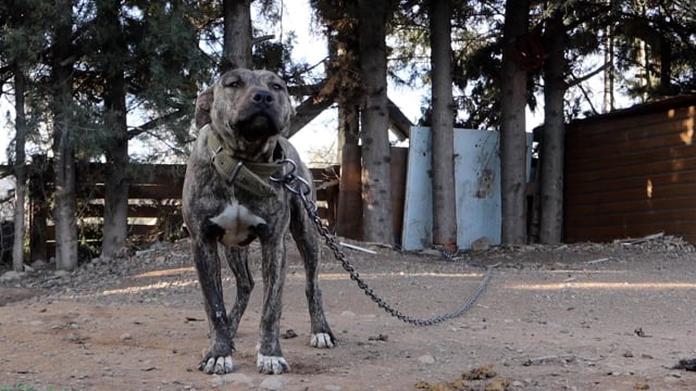 Не знает, как ходить по земле: в Днепре собака Яреська более восьми лет живет на крыше гаражей