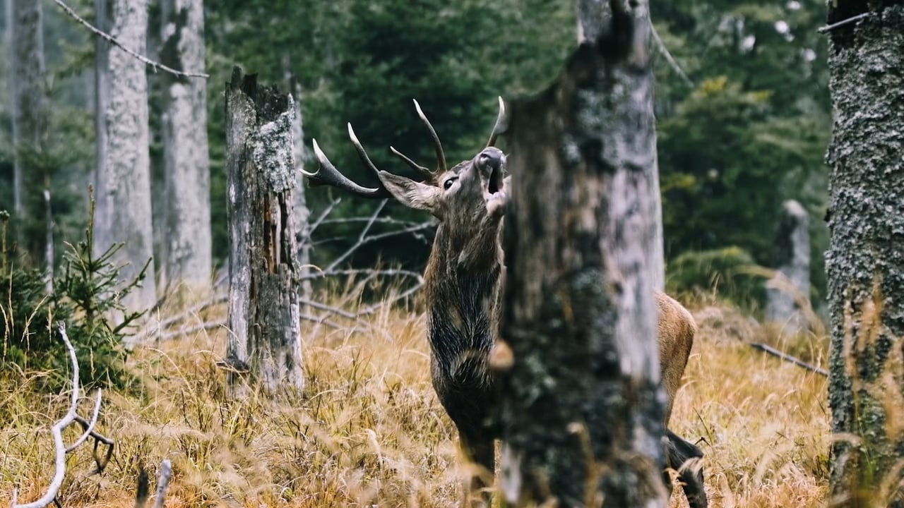 Red Deer