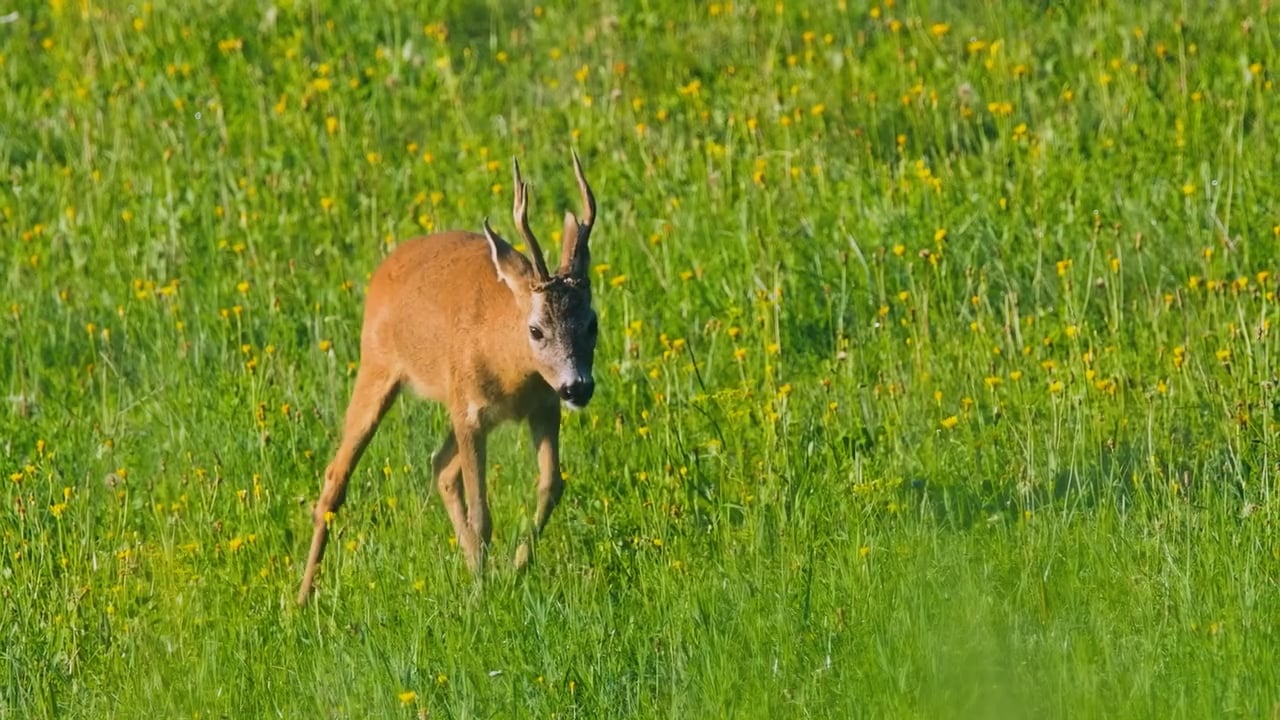 Roe Deer Feed