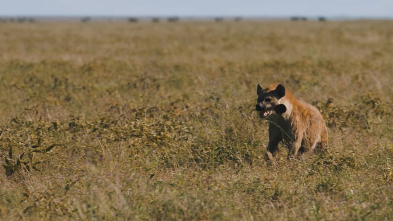 Hyena