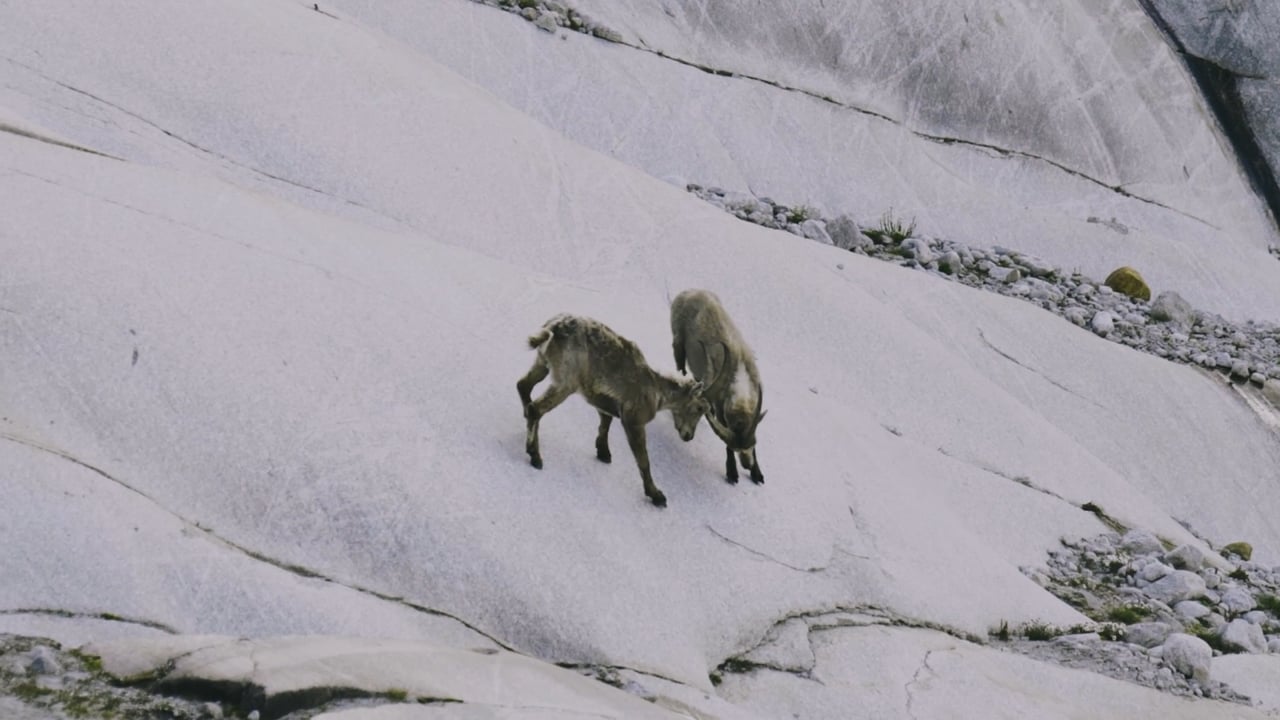 Wild Goats