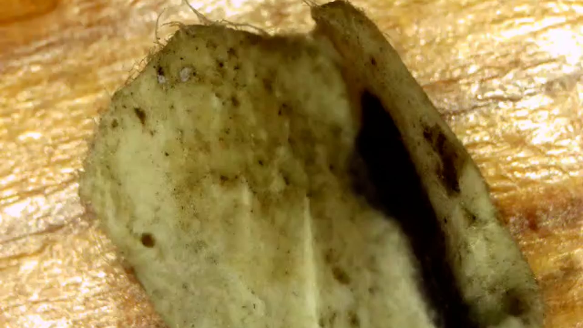 ORIGAMI SHEET POLYMER PATCH .mp4