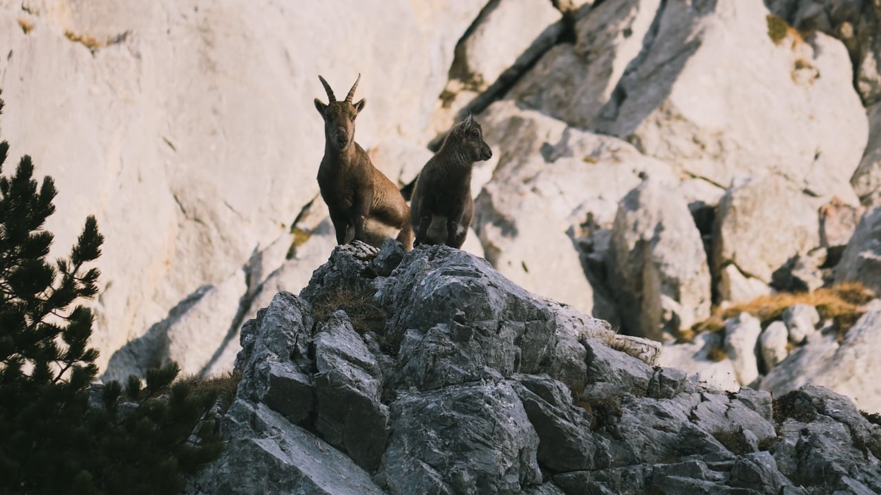Wild Goats on rocks