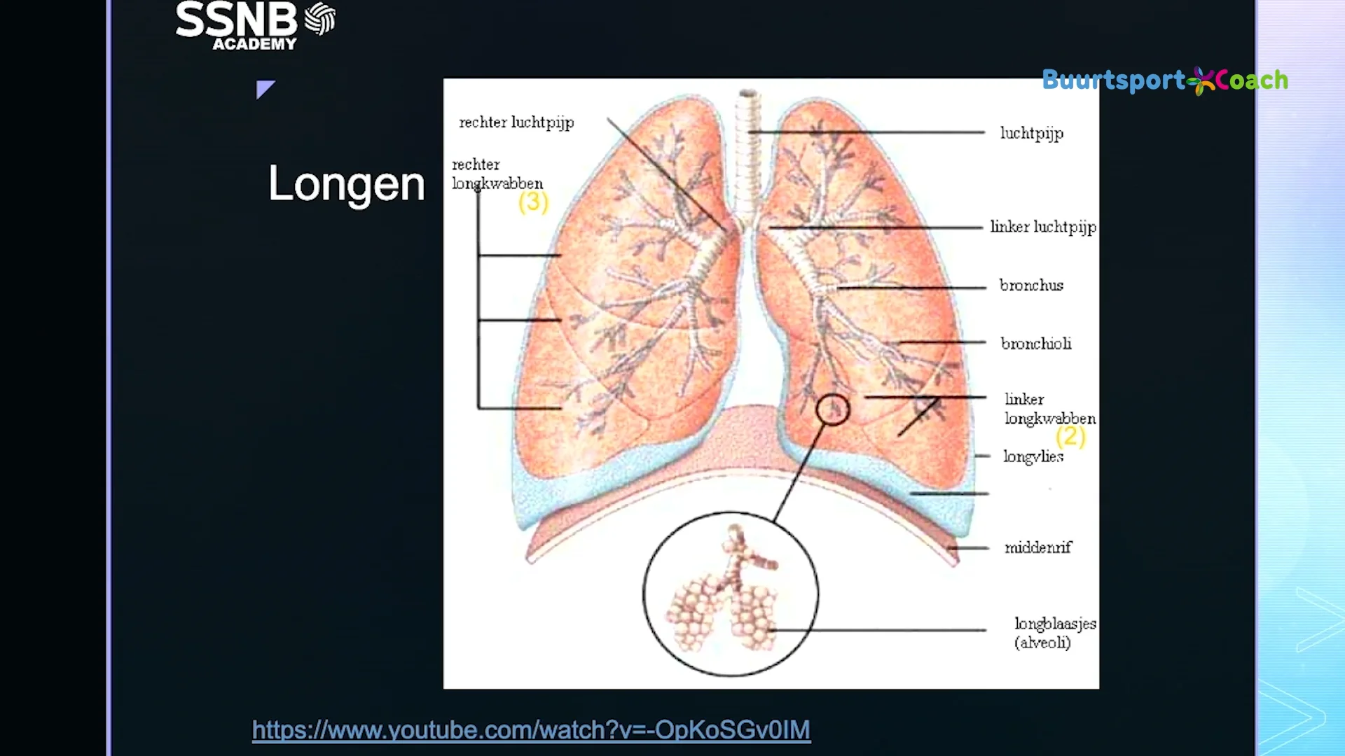 Presentatie 3: longen on Vimeo