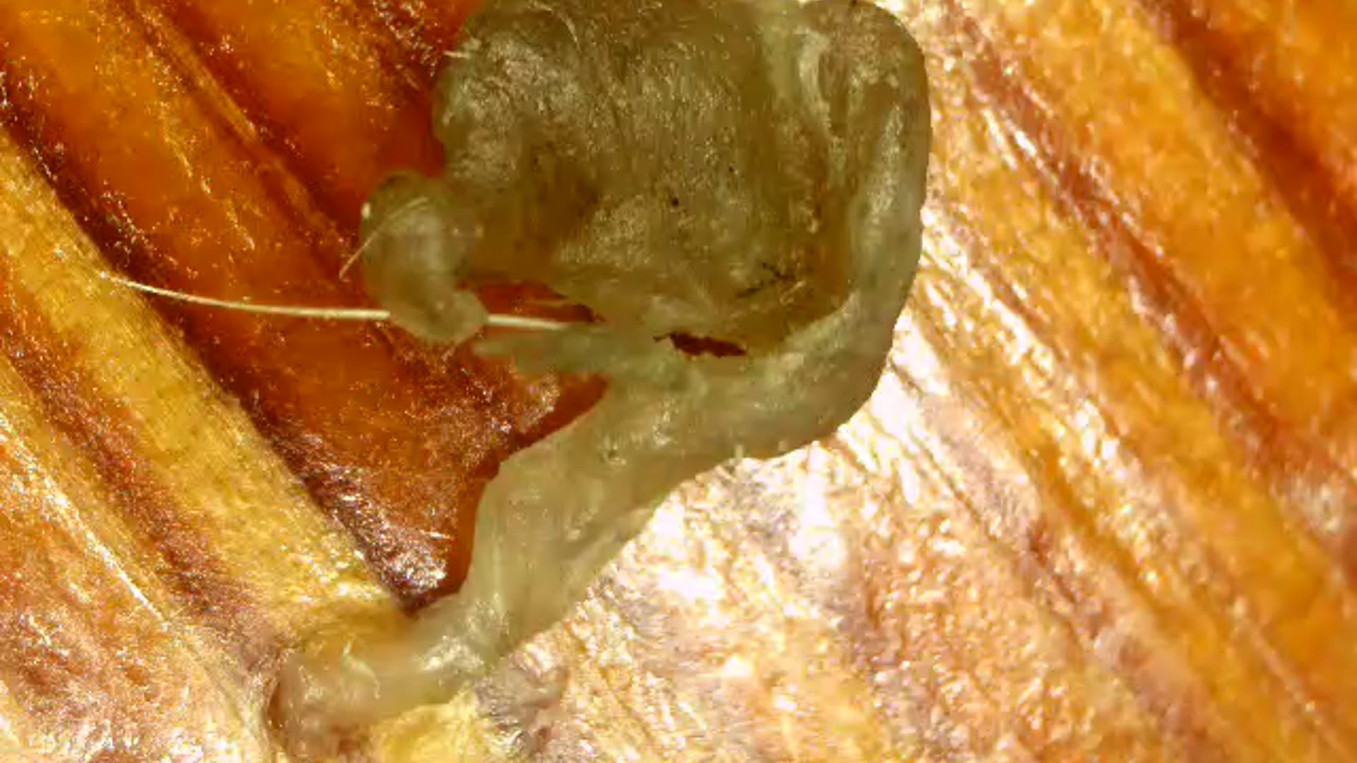 DEMONIC PORTAL OPENING...MANIFESTATION.mp4