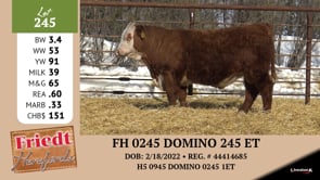 Lot #245 - FH 0245 DOMINO 241 ET