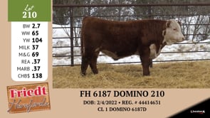Lot #210 - FH 6187 DOMINO 210