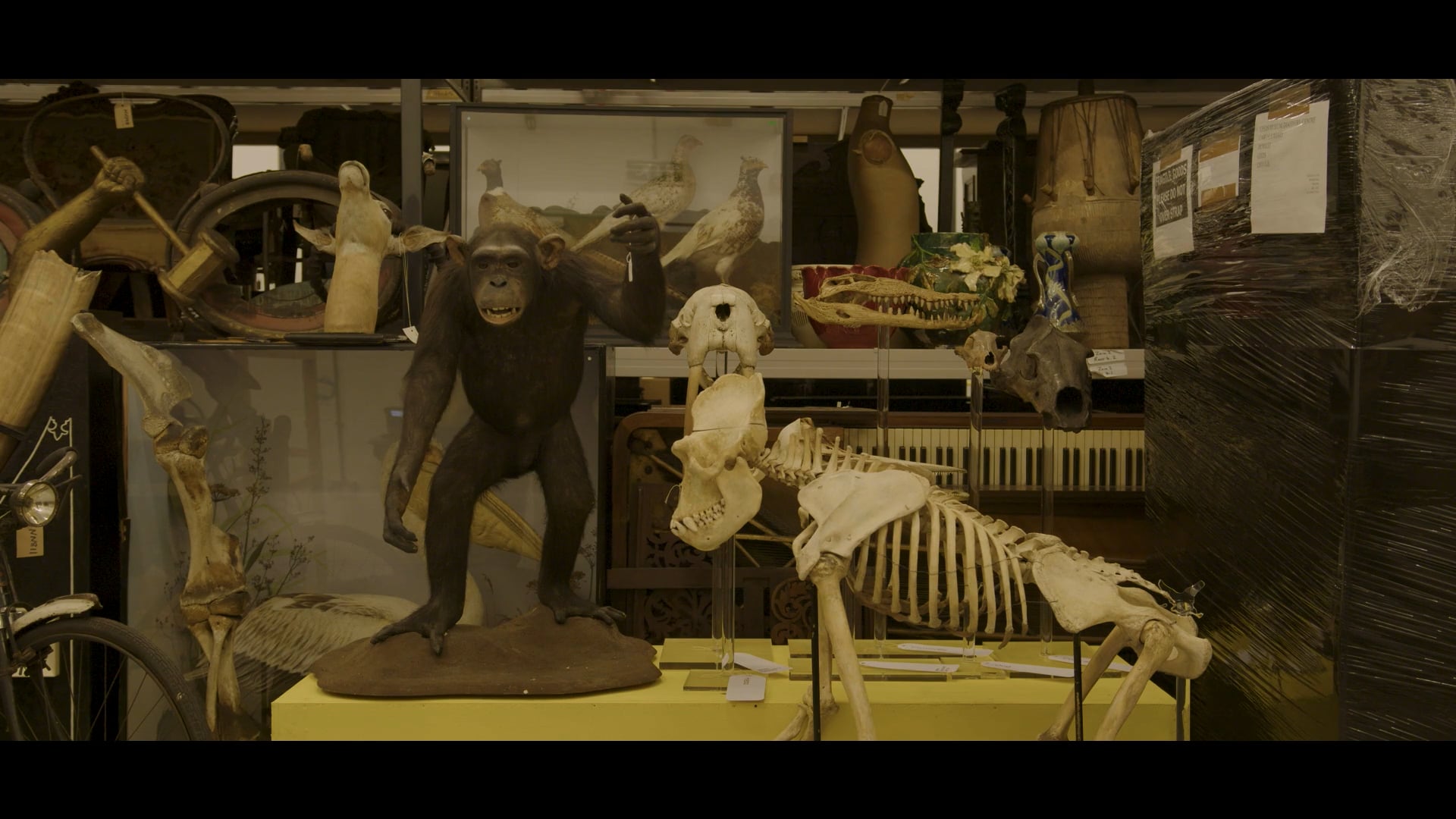 Looking at Animals (trailer)