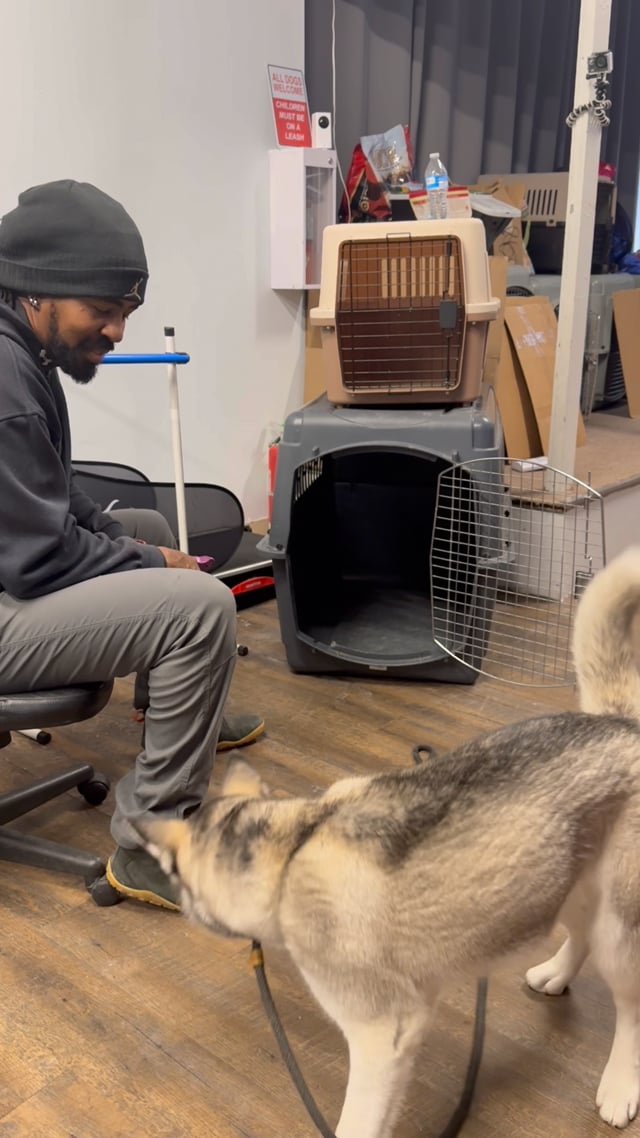 Crate training with Josie