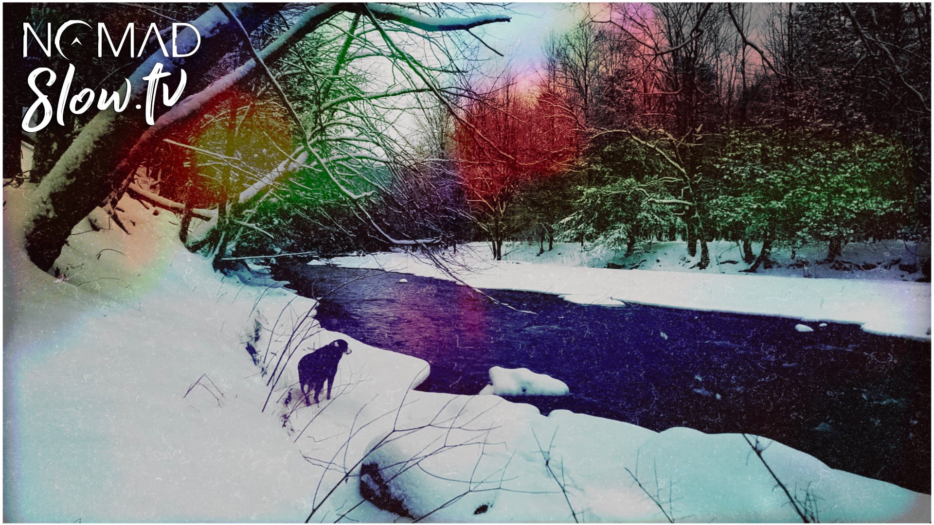 Canada Wild Winter Woods Walk on Mushrooms with Dog